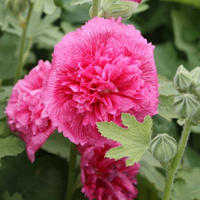 Alcea rosea Chater's Double