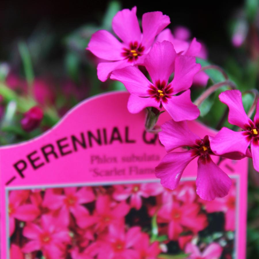 Phlox subulata 'Scarlet Flame' - Moss Phlox from Hoffie Nursery