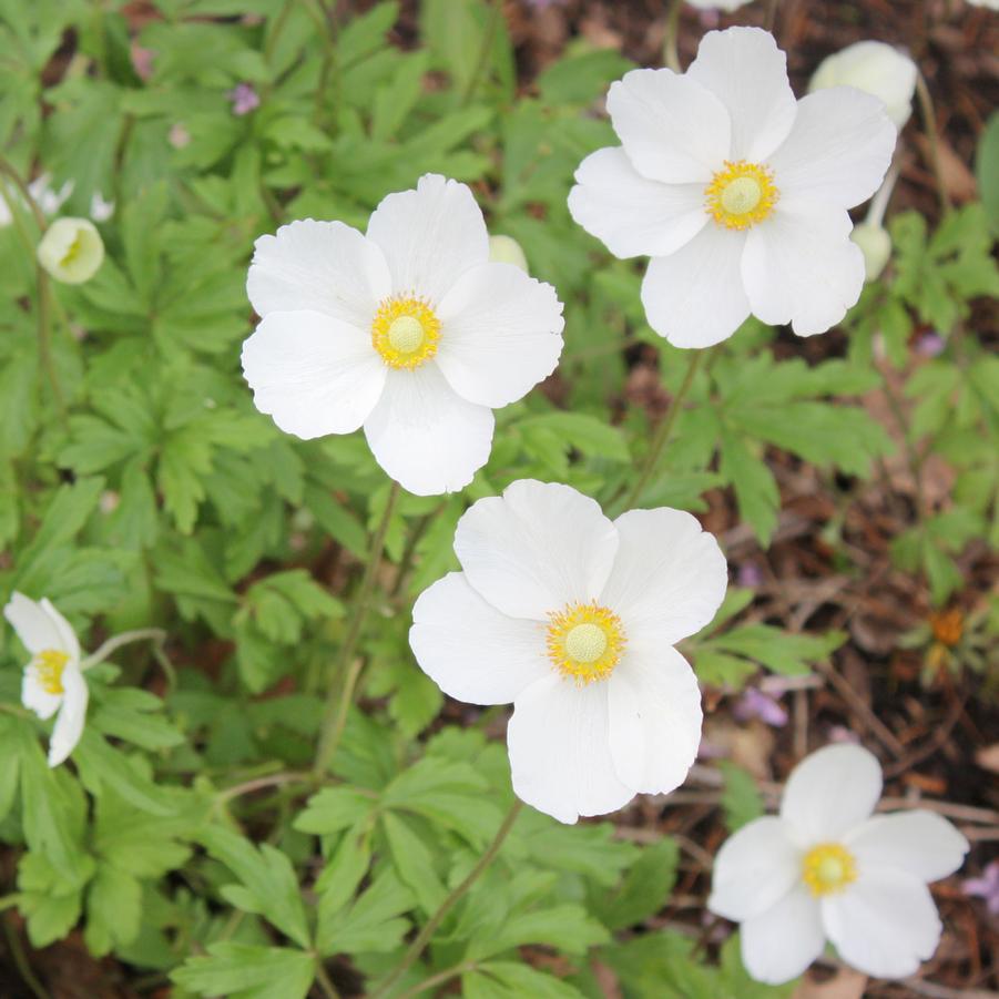 Anemone sylvestris - Snowdrop Anemone from Hoffie Nursery