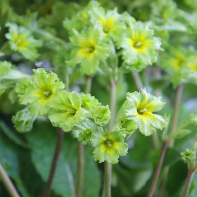 Primula polyantha Francesca