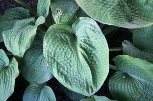 Hosta sieboldiana Elegans