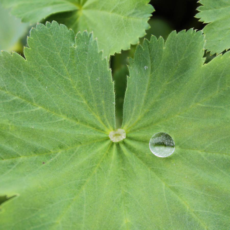 Alchemilla mollis - Lady's Mantle from Hoffie Nursery