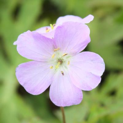 Geranium maculatum 