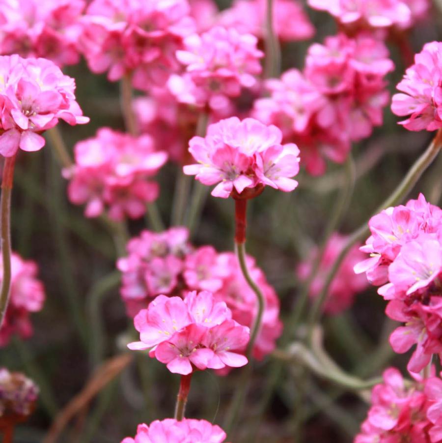 Armeria maritima 'Rubrifolia' - Red-Leaved Thrift from Hoffie Nursery