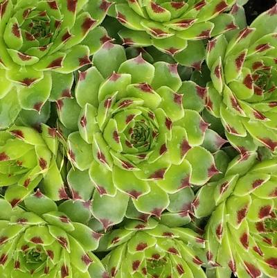 Sempervivum calcareum Mrs. Guiseppi