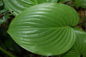 Hosta Royal Standard