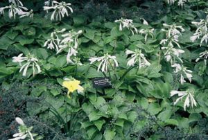 Hosta Royal Standard