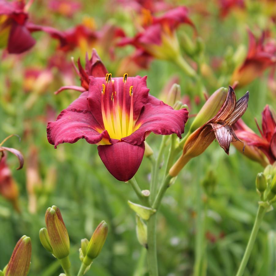 Hemerocallis 'Pardon Me' - Daylily from Hoffie Nursery