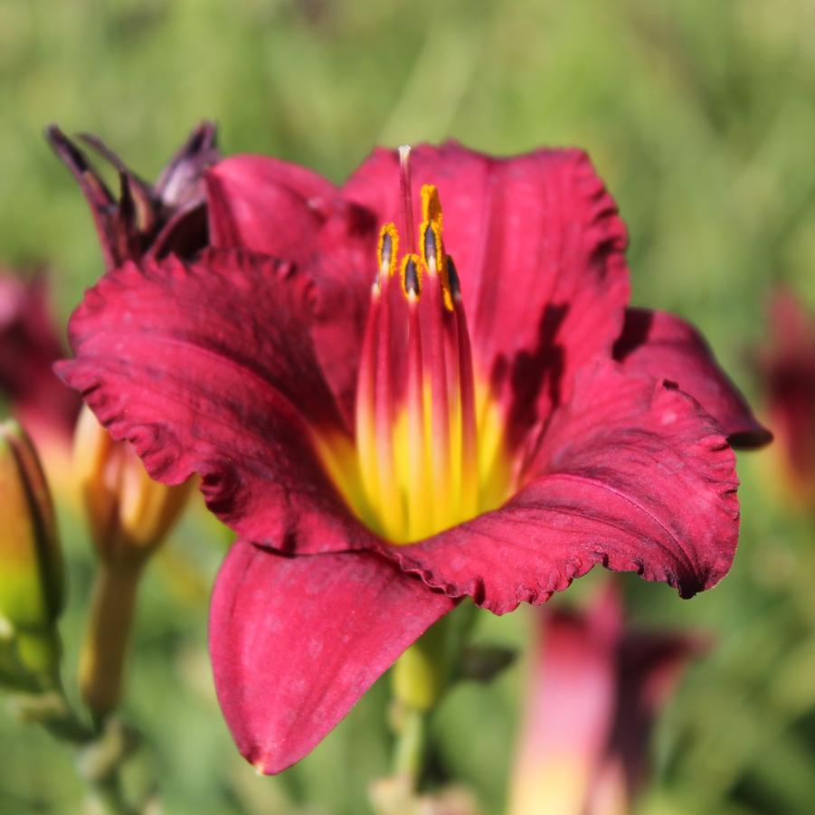 Hemerocallis 'Pardon Me' - Daylily from Hoffie Nursery