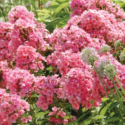 Phlox paniculata Flame® Light Pink Flame® 