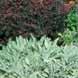 Stachys byzantina 'Silver Carpet' - Lamb's Ear from Hoffie Nursery