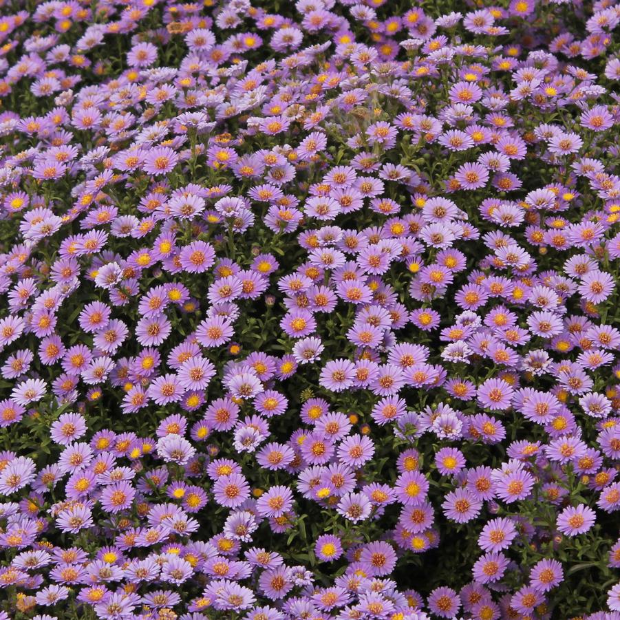 Aster 'Believer' - Fall Aster from Hoffie Nursery