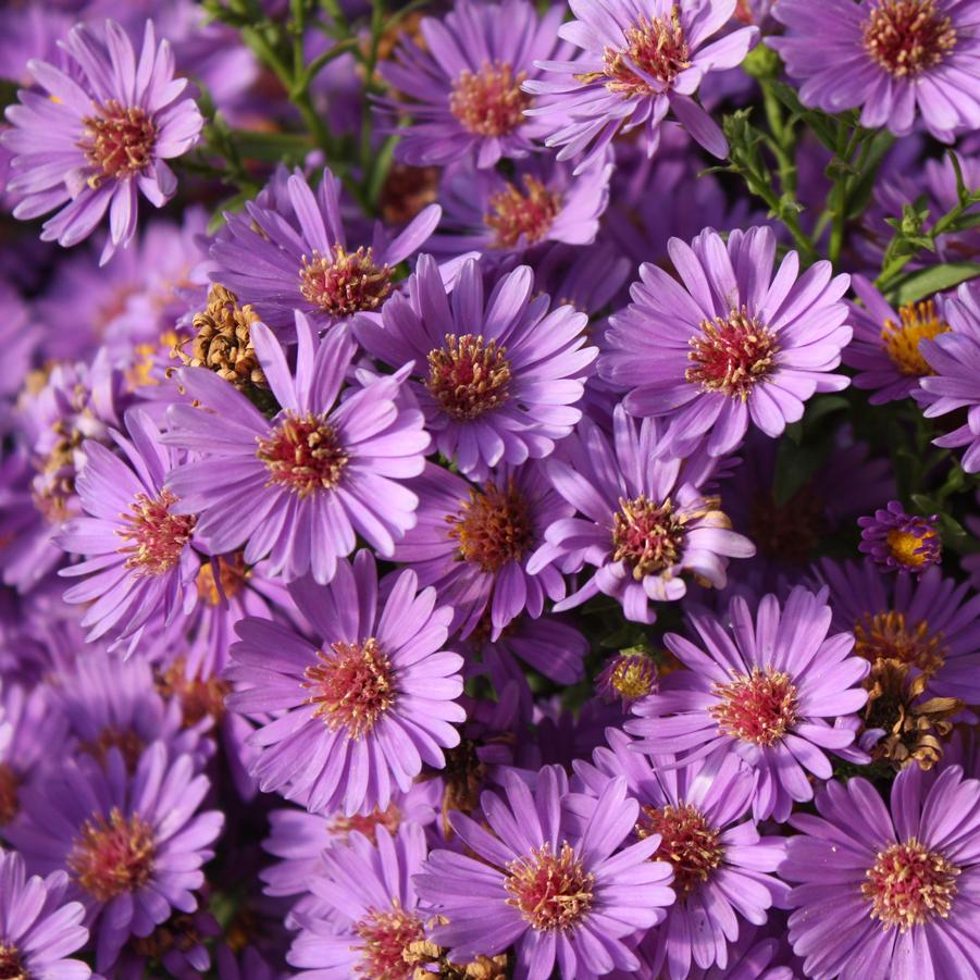 Aster 'Believer' - Fall Aster from Hoffie Nursery