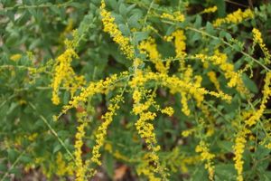 Solidago rugosa Fireworks