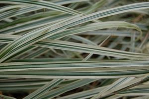 Miscanthus sinensis Variegatus