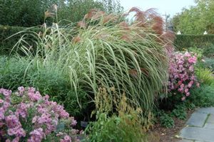 Miscanthus sinensis Variegatus