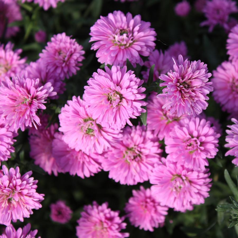 Aster 'Henry III Pink' - Fall Aster from Hoffie Nursery