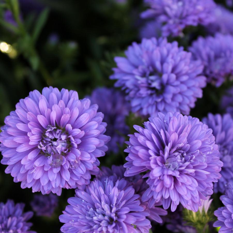 Aster 'Henry III Purple' - Fall Aster from Hoffie Nursery