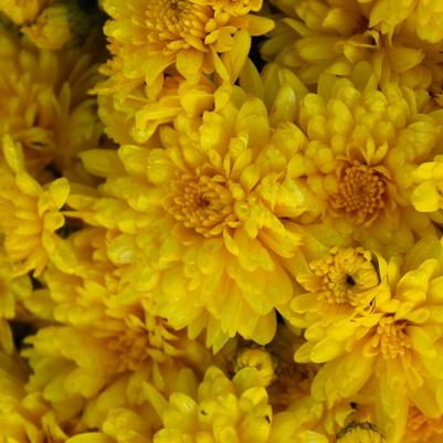 Chrysanthemum Wilma Yellow