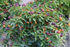 Ornamental Pepper Hot Pops Purple