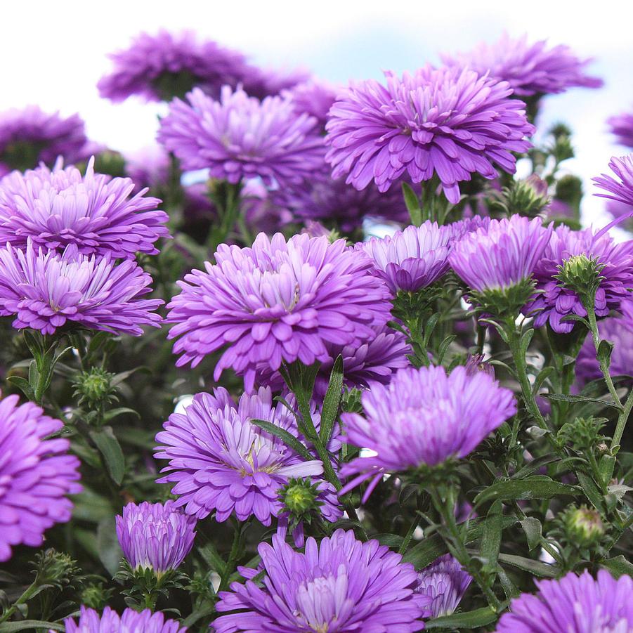 Aster 'Henry III Purple' - Fall Aster from Hoffie Nursery