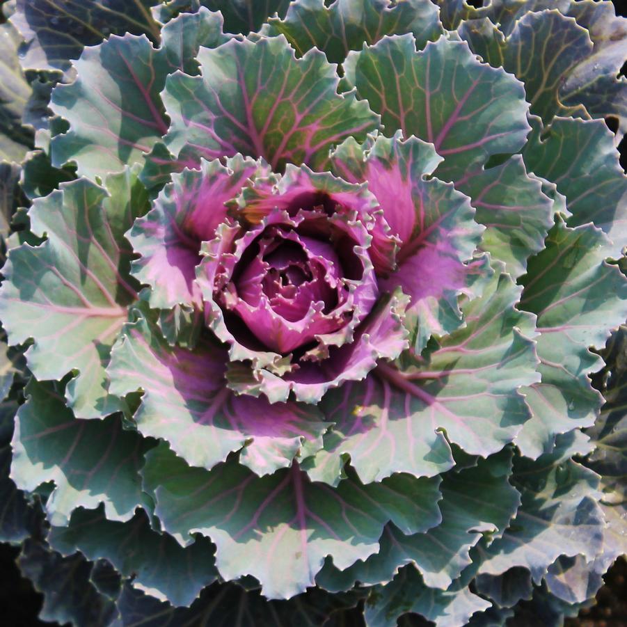Cabbage 'Osaka Pink' - Fall Ornamental Cabbage from Hoffie Nursery