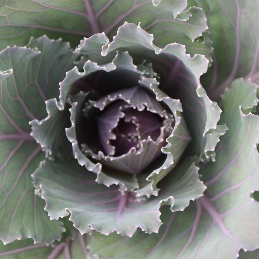Cabbage 'Osaka Pink' - Fall Ornamental Cabbage from Hoffie Nursery
