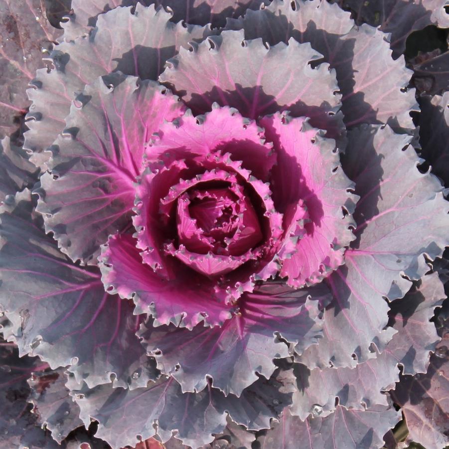 Cabbage 'Osaka Red' - Fall Ornamental Cabbage from Hoffie Nursery