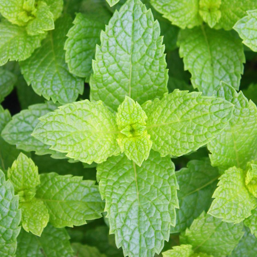 Mint 'Kentucky Colonel' - Mentha spicata from Hoffie Nursery