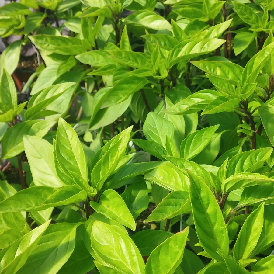 Basil 'Queen of Siam' - Thai Basil/Ocimum basilicum (Annual) from Hoffie Nursery