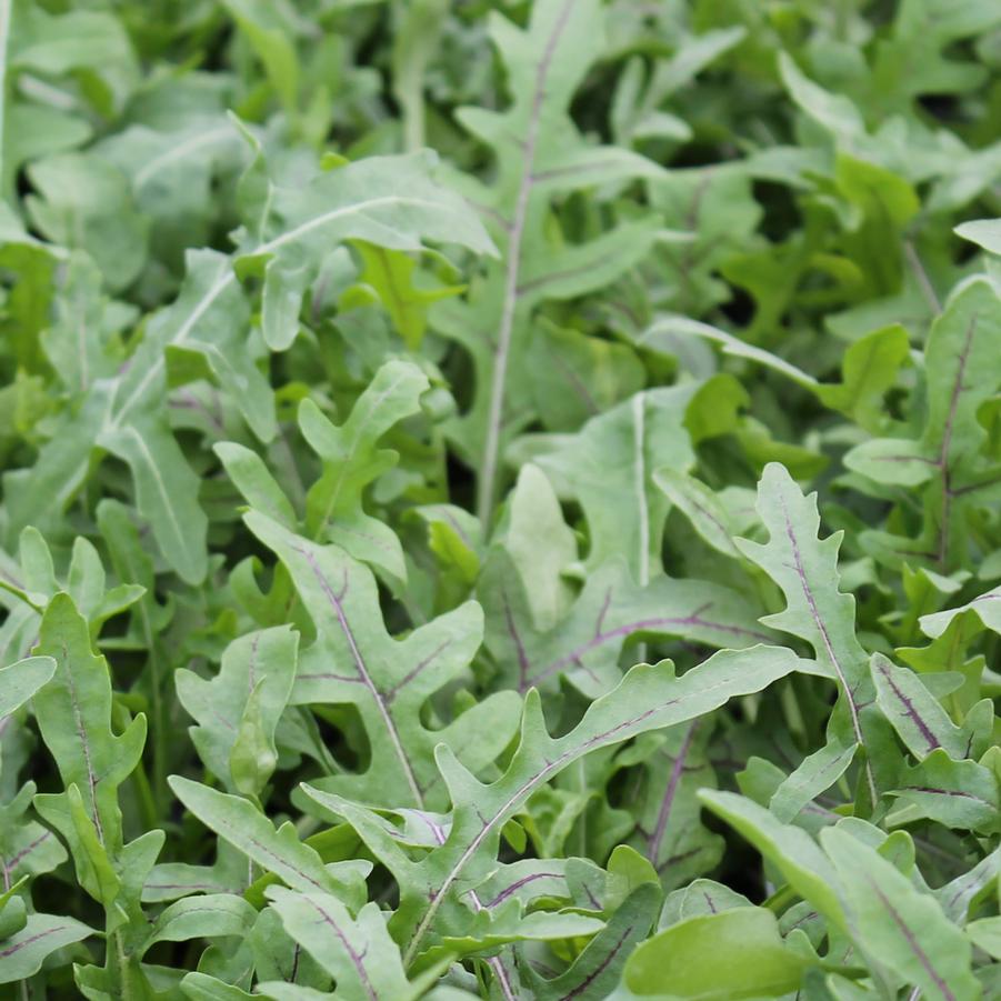 Arugula - Arugula or Rocket (Annual) from Hoffie Nursery