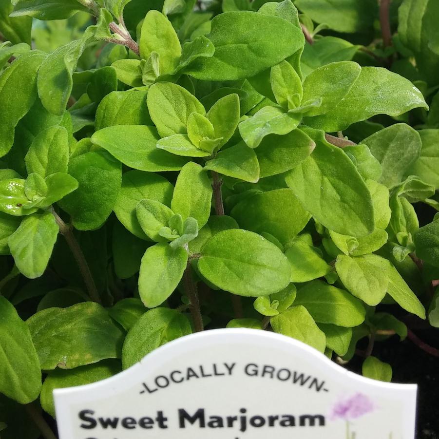 Sweet Marjoram - Origanum from Hoffie Nursery