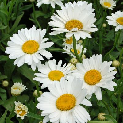 Leucanthemum superbum Becky