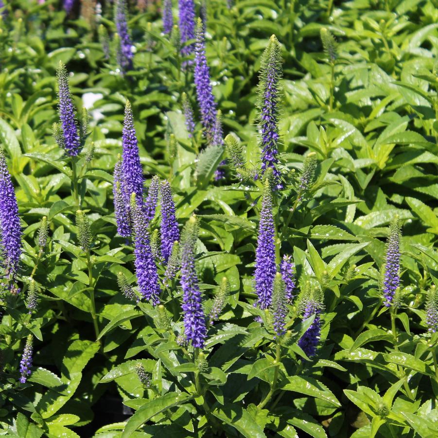 Veronica spicata 'Royal Candles' - Spiked Speedwell from Hoffie Nursery