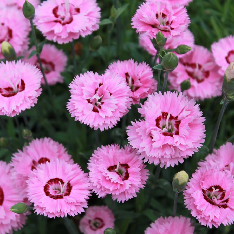 Dianthus 'Pop Star' - Cheddar Pinks from Hoffie Nursery