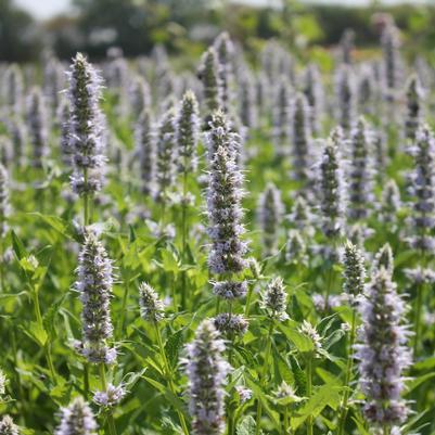 Agastache Blue Fortune