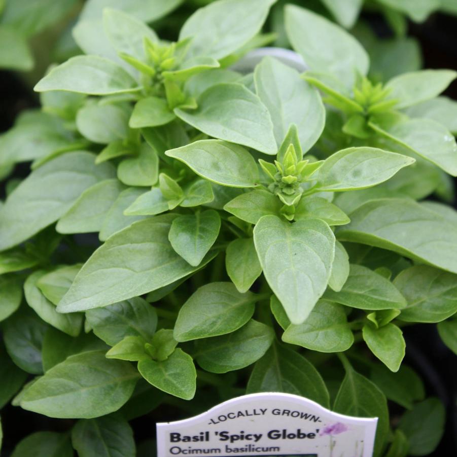 Basil 'Spicy Globe' - Ocimum basilicum (Annual) from Hoffie Nursery