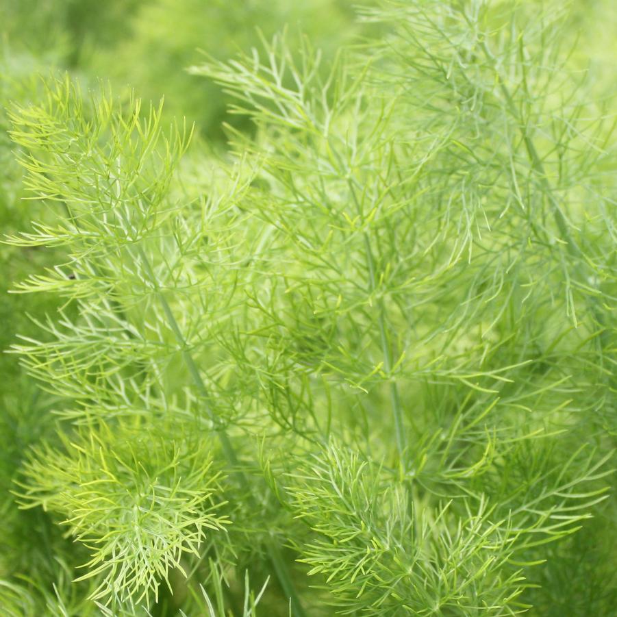 Fennel - Fennel/Foeniculum vulgare from Hoffie Nursery