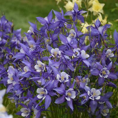 Aquilegia caerulea Deep Blue & White