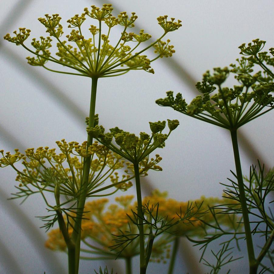 Dill - Fernleaf Dill/Anethum graveolens (Annual) from Hoffie Nursery
