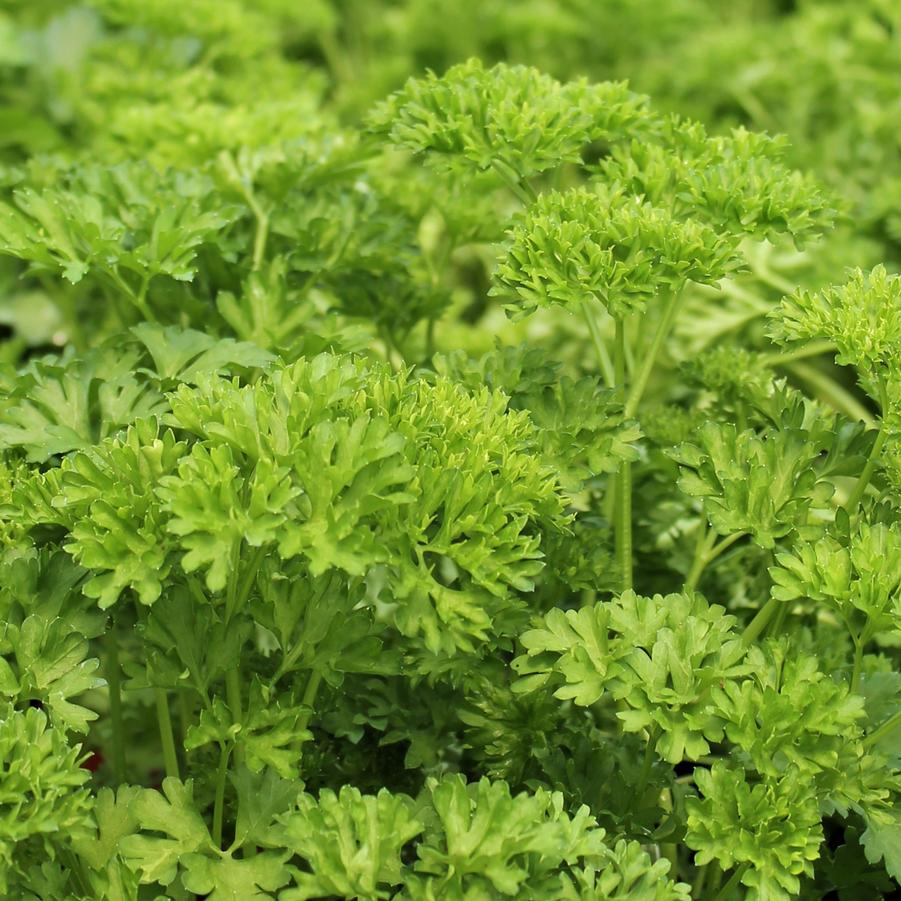 Parsley, Curley - Petroselinum crispum from Hoffie Nursery