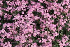 Myosotis sylvatica Victoria Rose