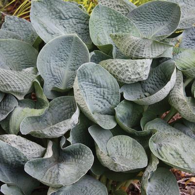 Hosta Big Daddy