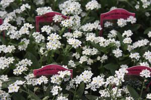 Myosotis sylvatica Victoria White