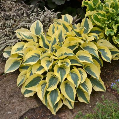 Hosta SHADOWLAND® Autumn Frost