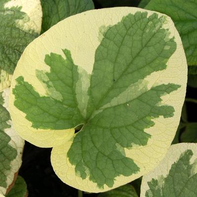 Brunnera macrophylla Variegata