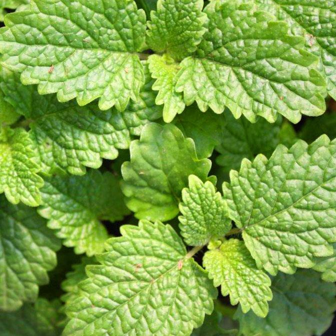 Lemon Balm - Melissa officinalis from Hoffie Nursery