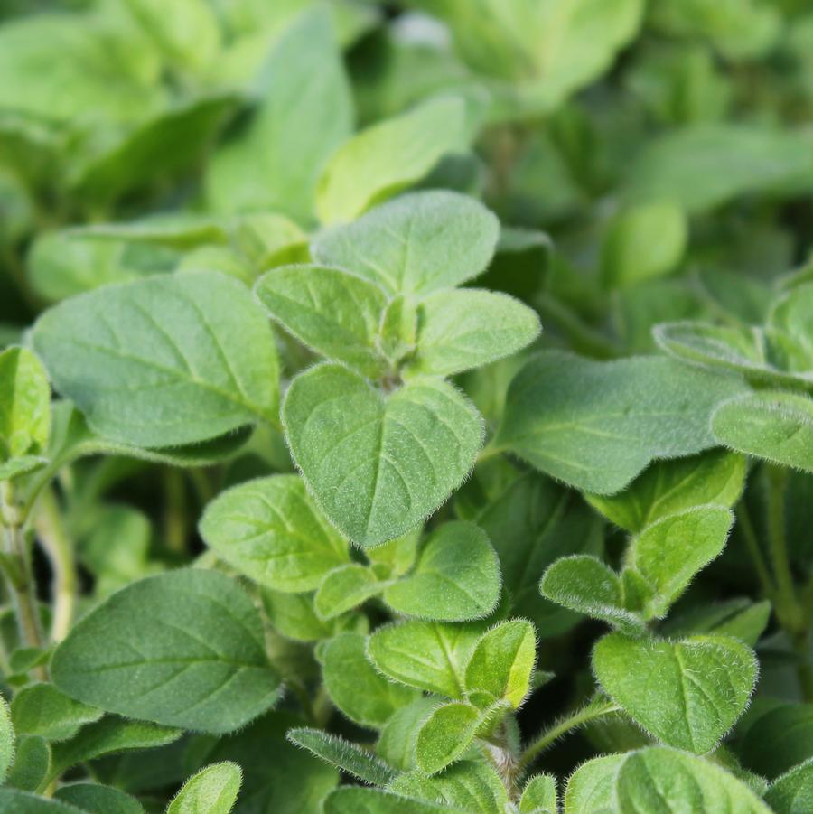 Oregano, Greek - Origanum prismaticum from Hoffie Nursery