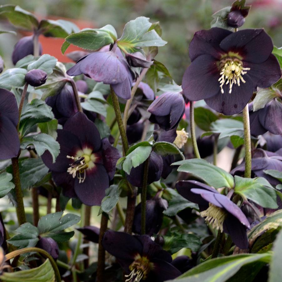 Helleborus Honeymoon® 'New York Night' - Lenten Rose from Hoffie Nursery