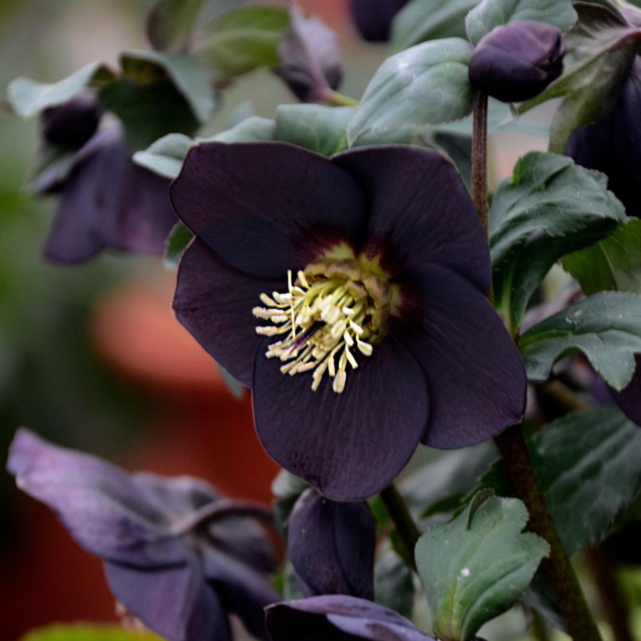 Helleborus Honeymoon® 'New York Night' - Lenten Rose from Hoffie Nursery